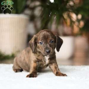 Little Smokie, Dachshund Puppy